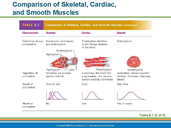 Comparison of Skeletal, Cardiac, and Smooth Muscles Table 6. 1 (2 of 2) Copyright