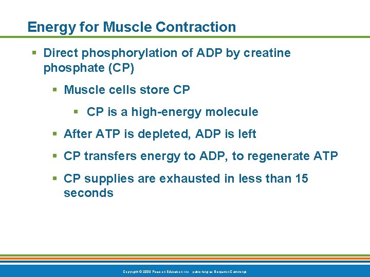 Energy for Muscle Contraction § Direct phosphorylation of ADP by creatine phosphate (CP) §