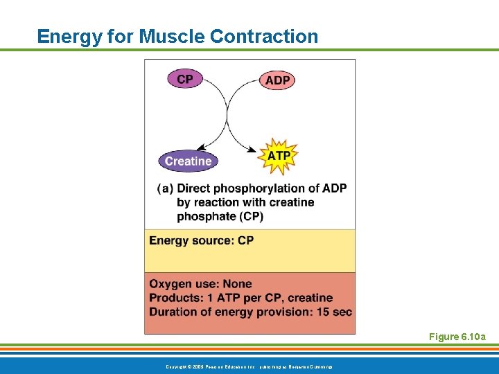 Energy for Muscle Contraction Figure 6. 10 a Copyright © 2009 Pearson Education, Inc.