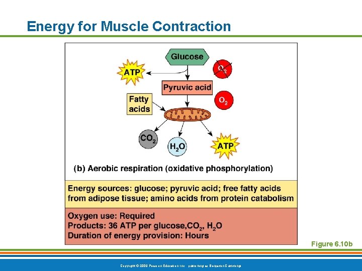 Energy for Muscle Contraction Figure 6. 10 b Copyright © 2009 Pearson Education, Inc.