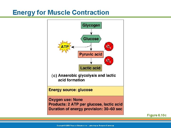 Energy for Muscle Contraction Figure 6. 10 c Copyright © 2009 Pearson Education, Inc.