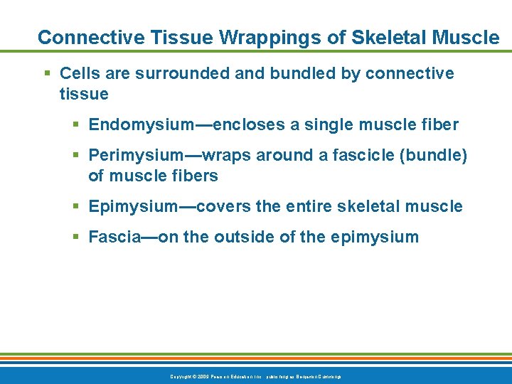 Connective Tissue Wrappings of Skeletal Muscle § Cells are surrounded and bundled by connective