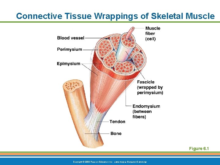Connective Tissue Wrappings of Skeletal Muscle Figure 6. 1 Copyright © 2009 Pearson Education,