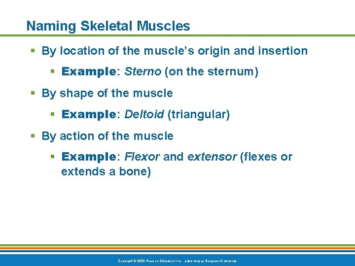 Naming Skeletal Muscles § By location of the muscle’s origin and insertion § Example: