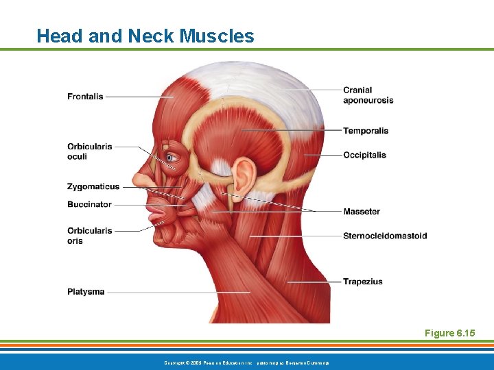 Head and Neck Muscles Figure 6. 15 Copyright © 2009 Pearson Education, Inc. ,