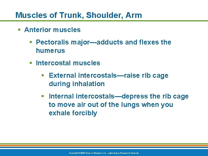 Muscles of Trunk, Shoulder, Arm § Anterior muscles § Pectoralis major—adducts and flexes the