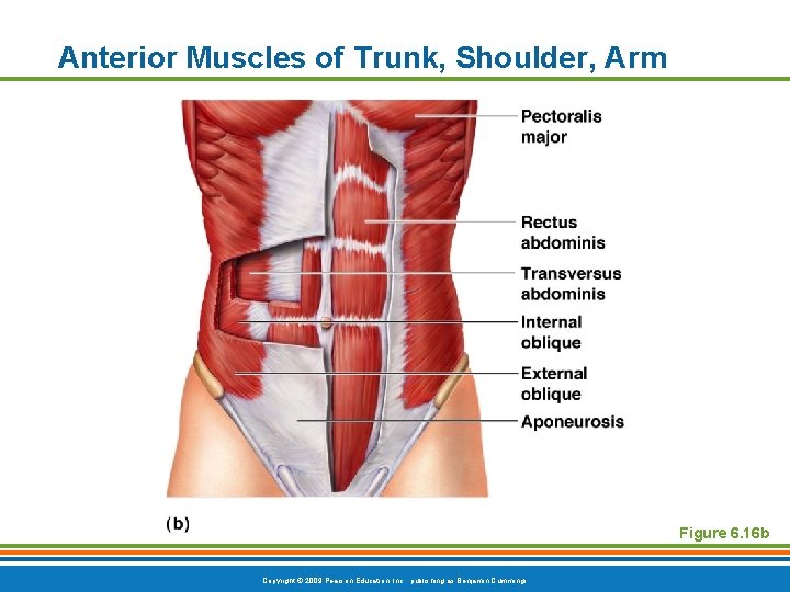 Anterior Muscles of Trunk, Shoulder, Arm Figure 6. 16 b Copyright © 2009 Pearson