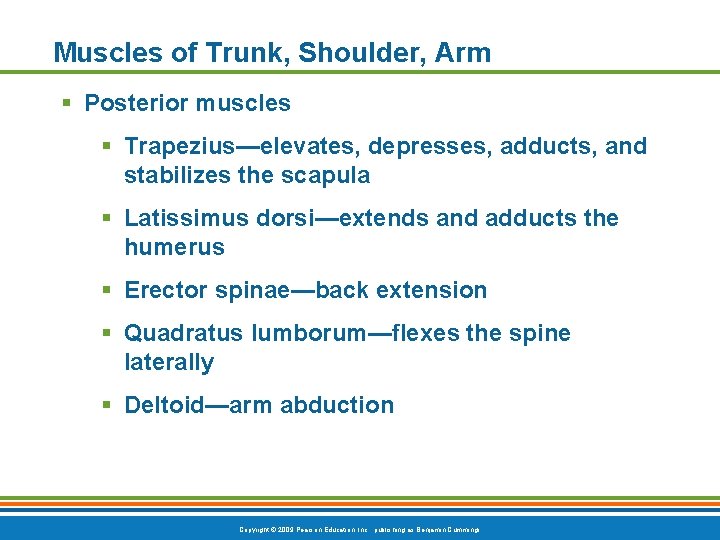 Muscles of Trunk, Shoulder, Arm § Posterior muscles § Trapezius—elevates, depresses, adducts, and stabilizes