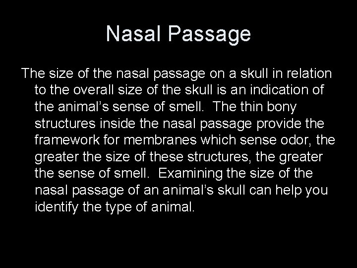 Nasal Passage The size of the nasal passage on a skull in relation to