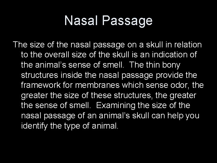 Nasal Passage The size of the nasal passage on a skull in relation to Nasal Passage The size of the nasal passage on a skull in relation to