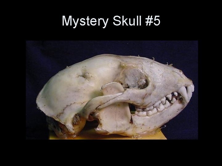 Mystery Skull #5 