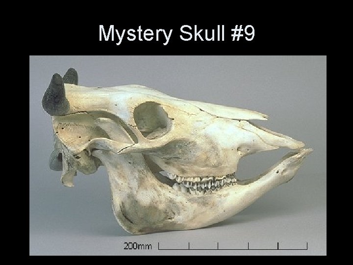 Mystery Skull #9 