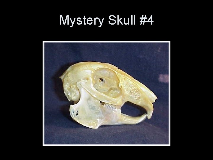 Mystery Skull #4 