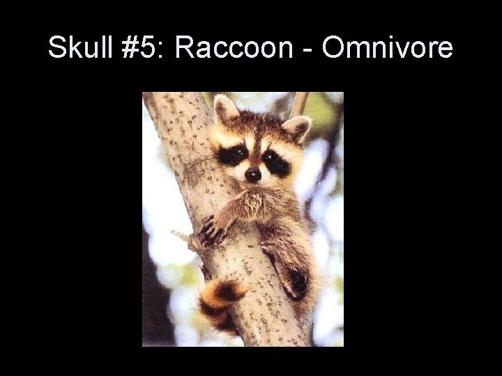 Skull #5: Raccoon - Omnivore 