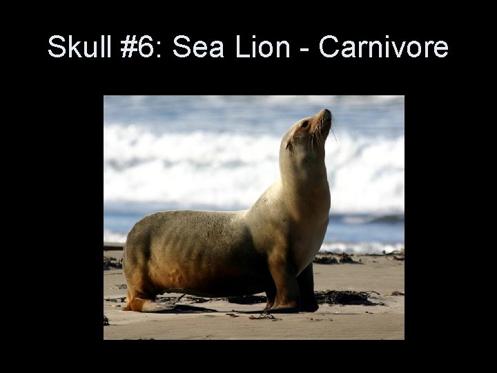 Skull #6: Sea Lion - Carnivore 