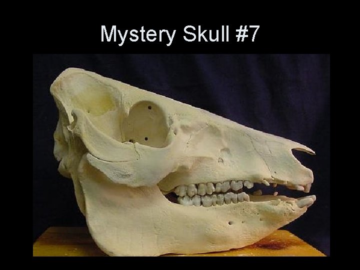 Mystery Skull #7 