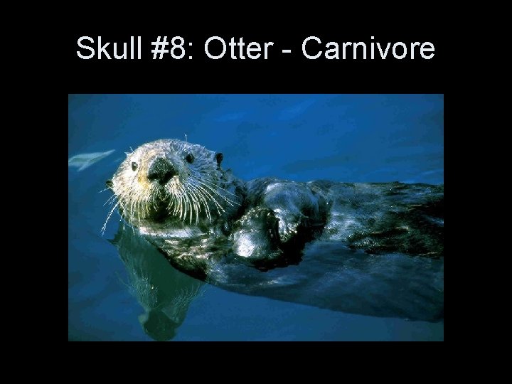 Skull #8: Otter - Carnivore 