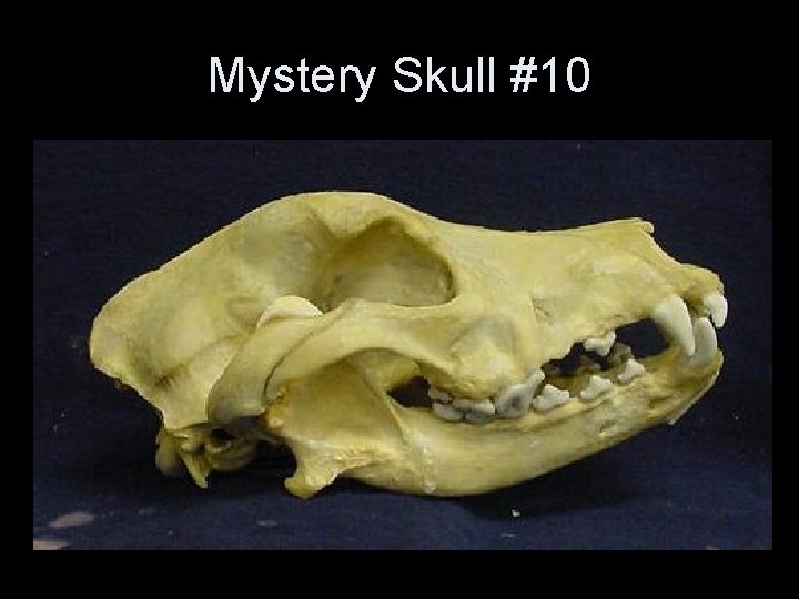 Mystery Skull #10 