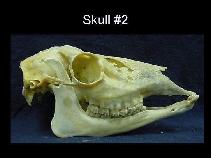 Skull #2 