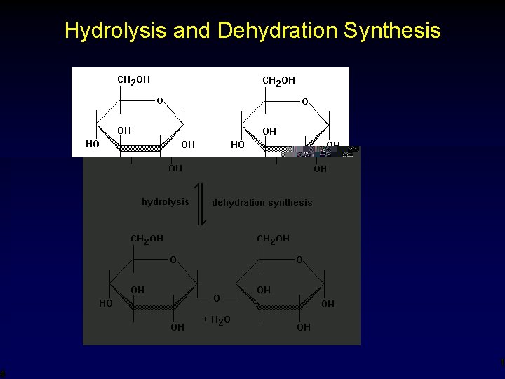 Hydrolysis and Dehydration Synthesis 14 