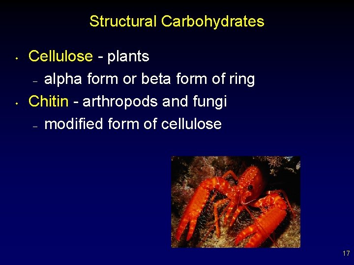 Structural Carbohydrates • • Cellulose - plants – alpha form or beta form of