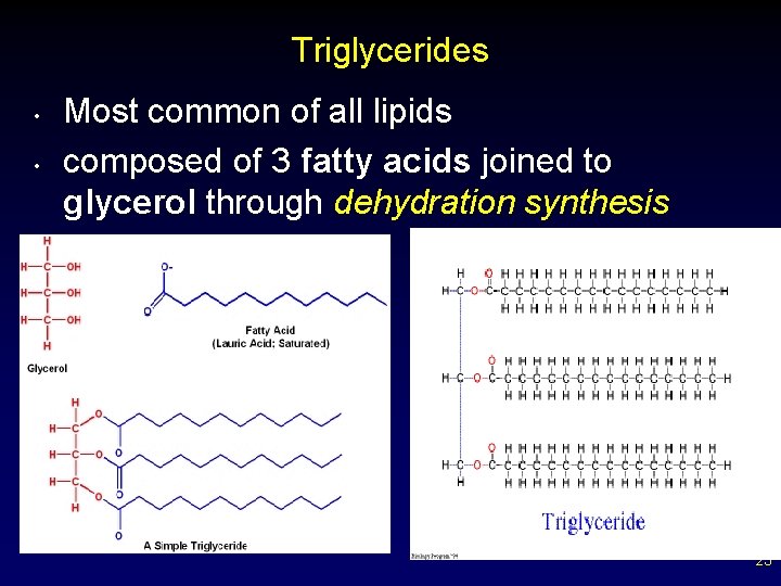 Triglycerides • • Most common of all lipids composed of 3 fatty acids joined