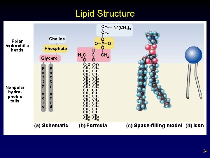 Copyright © The Mc. Graw-Hill Companies, Inc. Permission required for reproduction or display. Lipid