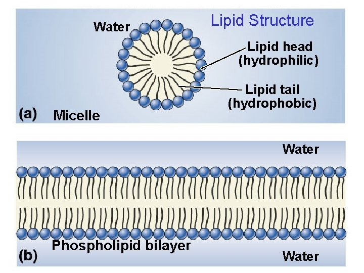 Fig. Water 3. 20(TELipid Art) Structure Lipid head (hydrophilic) Micelle Lipid tail (hydrophobic) Water