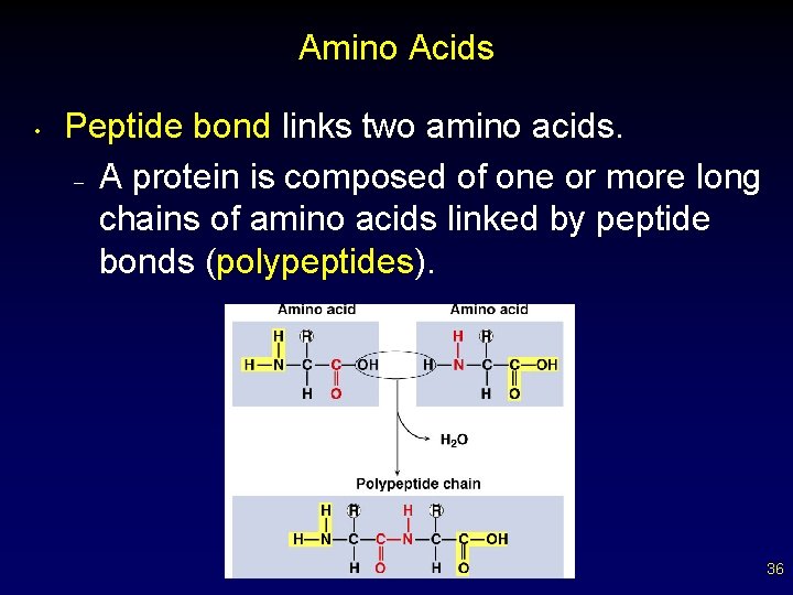 Amino Acids • Peptide bond links two amino acids. – A protein is composed