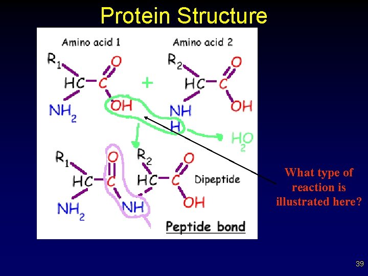 Protein Structure What type of reaction is illustrated here? 39 