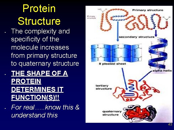 Protein Structure • • • The complexity and specificity of the molecule increases from