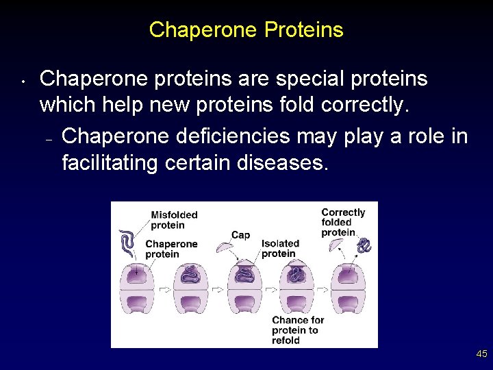 Chaperone Proteins • Chaperone proteins are special proteins which help new proteins fold correctly.