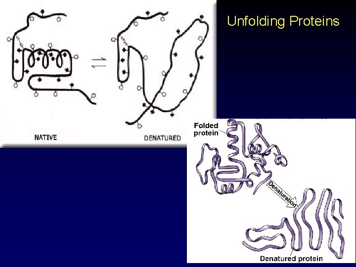 Unfolding Proteins 47 