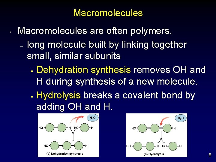 Macromolecules • Macromolecules are often polymers. – long molecule built by linking together small,
