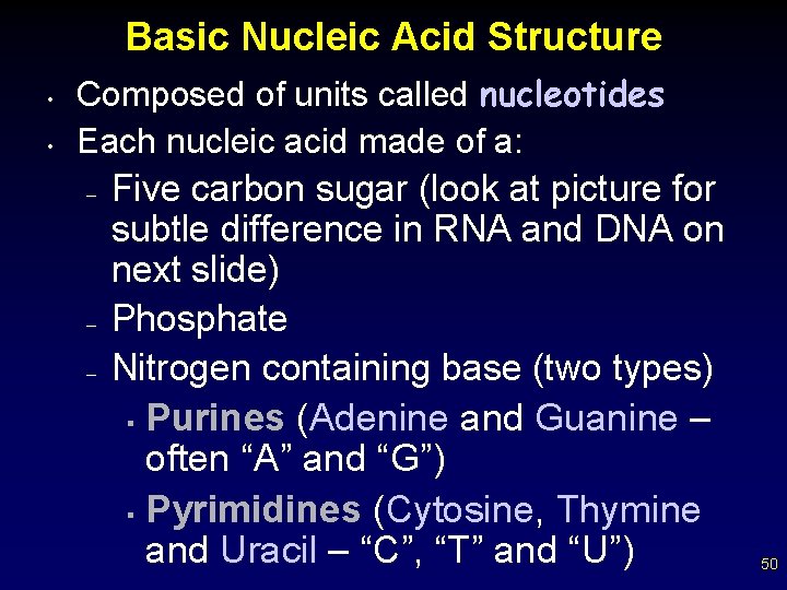 Basic Nucleic Acid Structure • • Composed of units called nucleotides Each nucleic acid