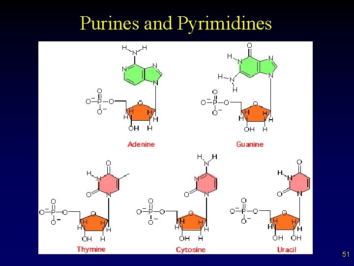Purines and Pyrimidines 51 