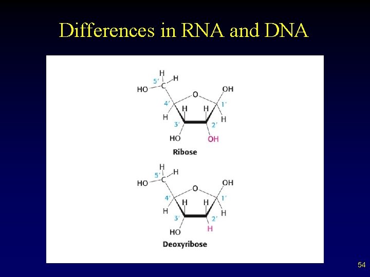 Differences in RNA and DNA 54 