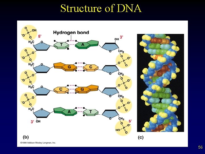 Structure of DNA 56 