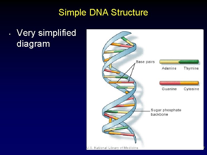 Simple DNA Structure • Very simplified diagram 57 