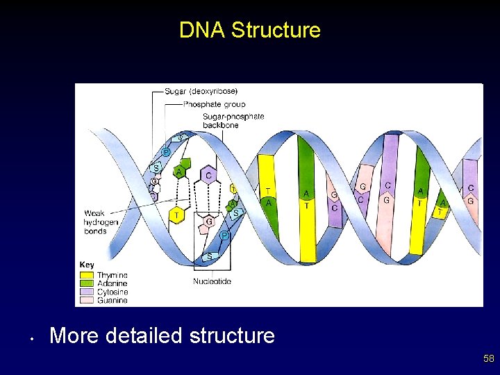 DNA Structure • More detailed structure 58 