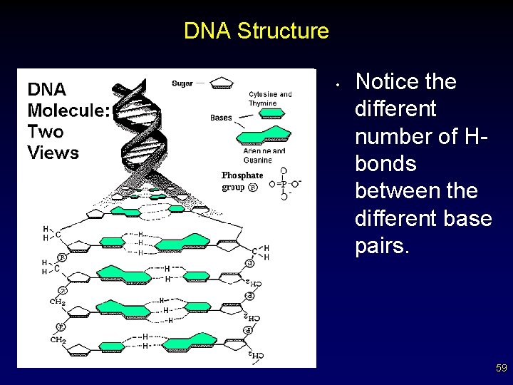 DNA Structure • Notice the different number of Hbonds between the different base pairs.