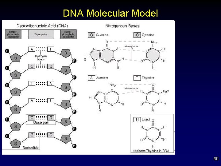 DNA Molecular Model 60 