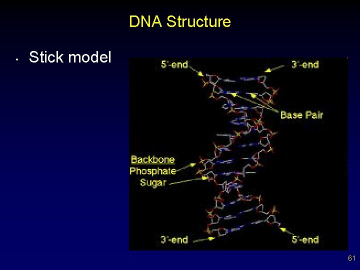DNA Structure • Stick model 61 