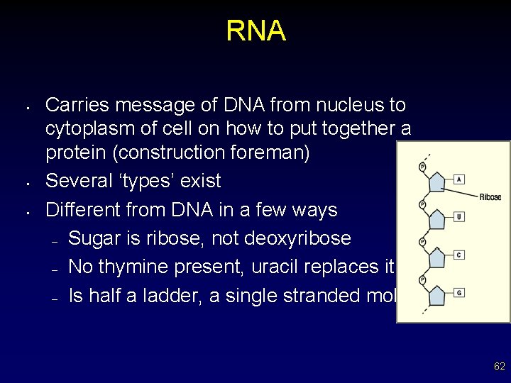 RNA • • • Carries message of DNA from nucleus to cytoplasm of cell