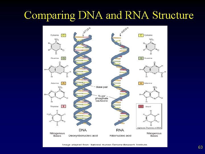 Comparing DNA and RNA Structure 63 