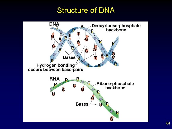 Structure of DNA 64 