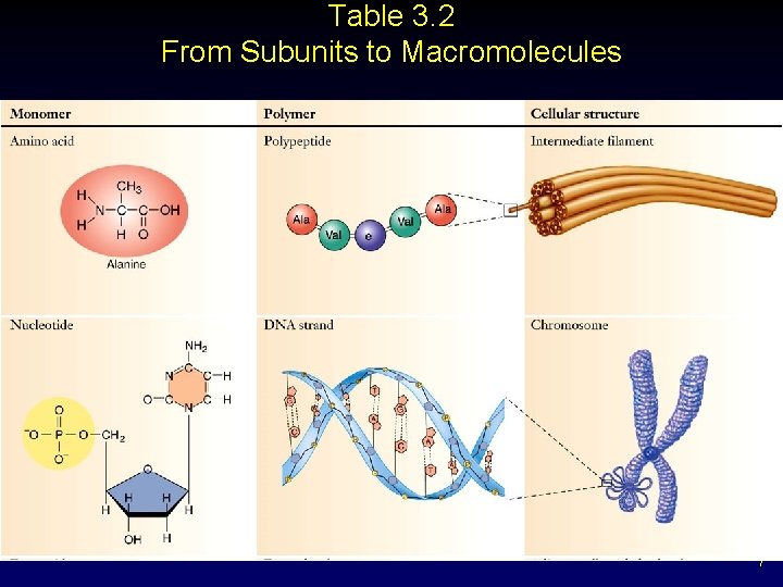 Table 3. 2 From Subunits to Macromolecules 7 