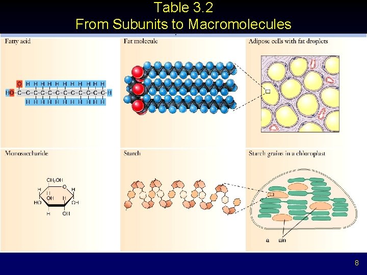 Table 3. 2 From Subunits to Macromolecules 8 