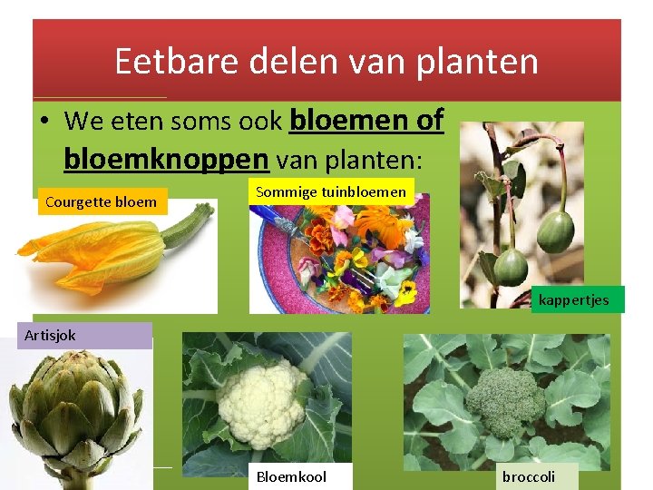 Eetbare delen van planten • We eten soms ook bloemen of bloemknoppen van planten: