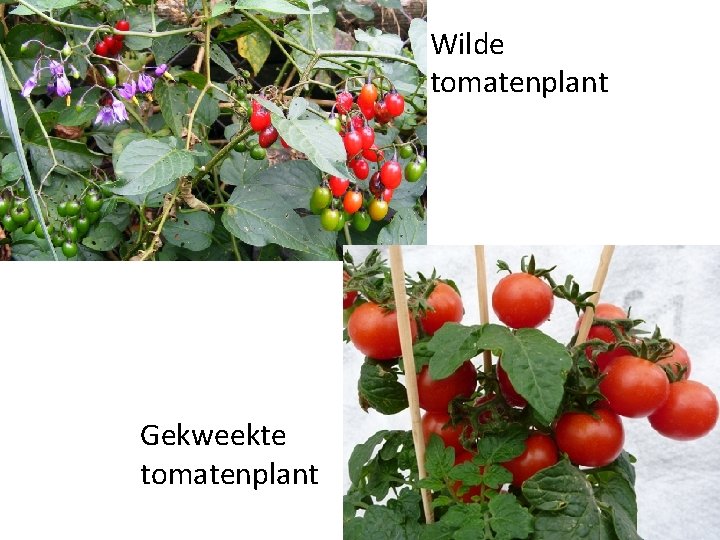 Wilde tomatenplant Gekweekte tomatenplant 